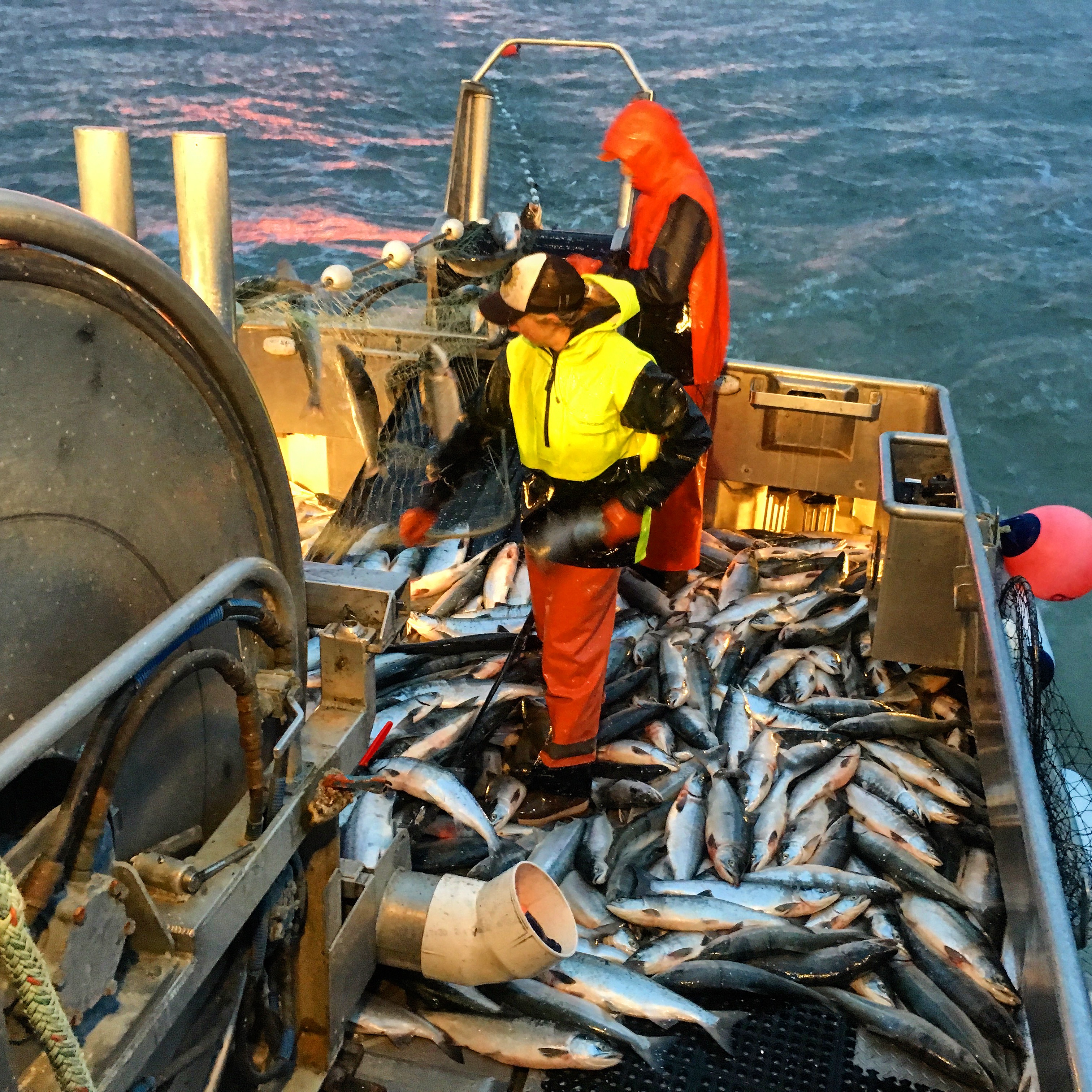 Shelly Larsen fishing in Bristol Bay, Alaska. (Photo courtesy of Shelly Larsen)